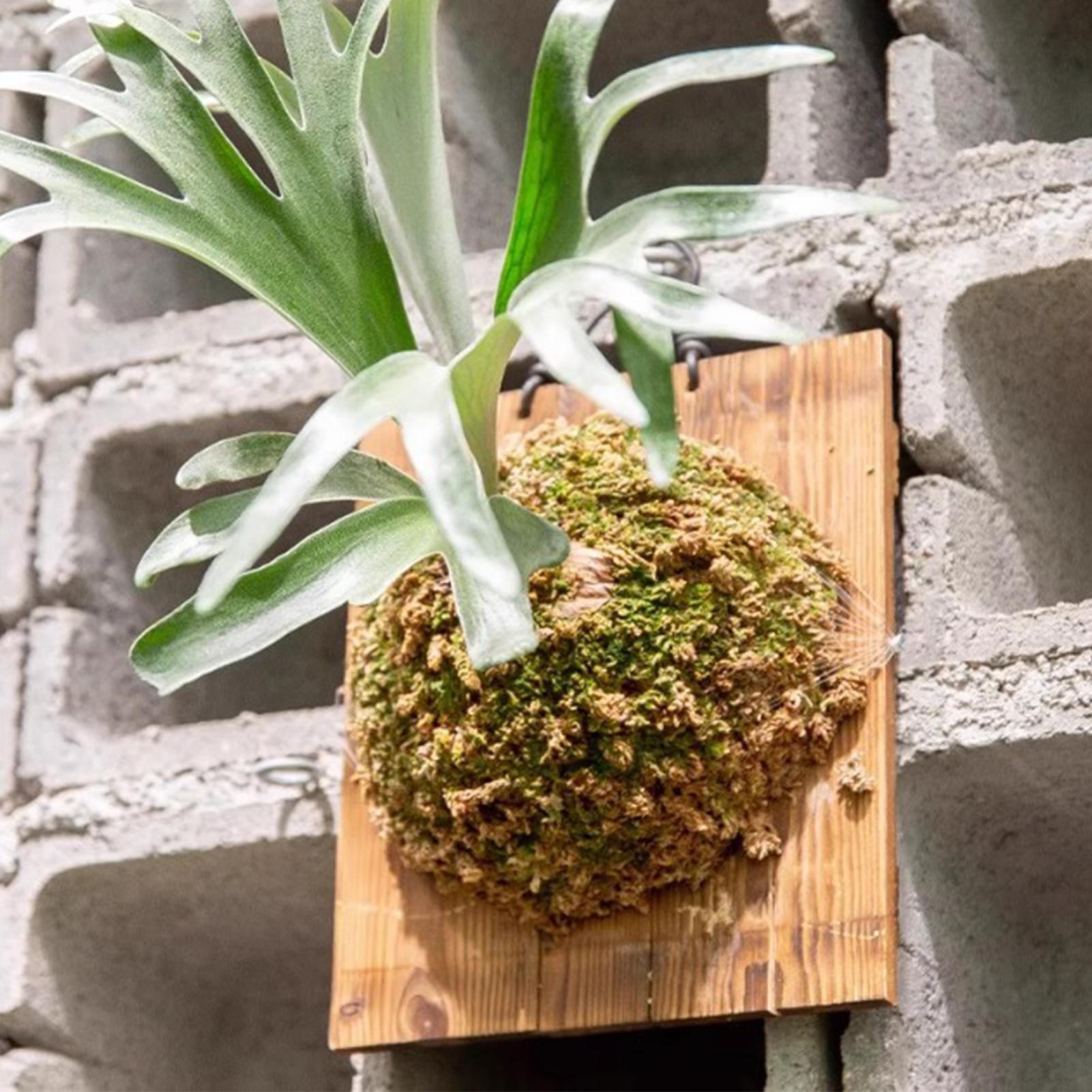 Plant Parent - 1 szt. Wewnętrzna Drewniana Tablica do