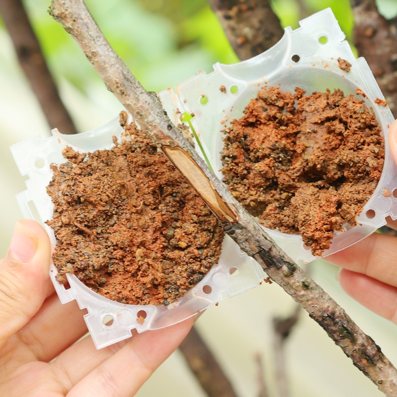 Wielorazowe kule do ukorzenian – Plant Parent recenzja i cena