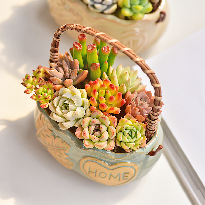 Ceramiczny koszyk na sukulenty – Snake Plant Ceramic recenzja i cena