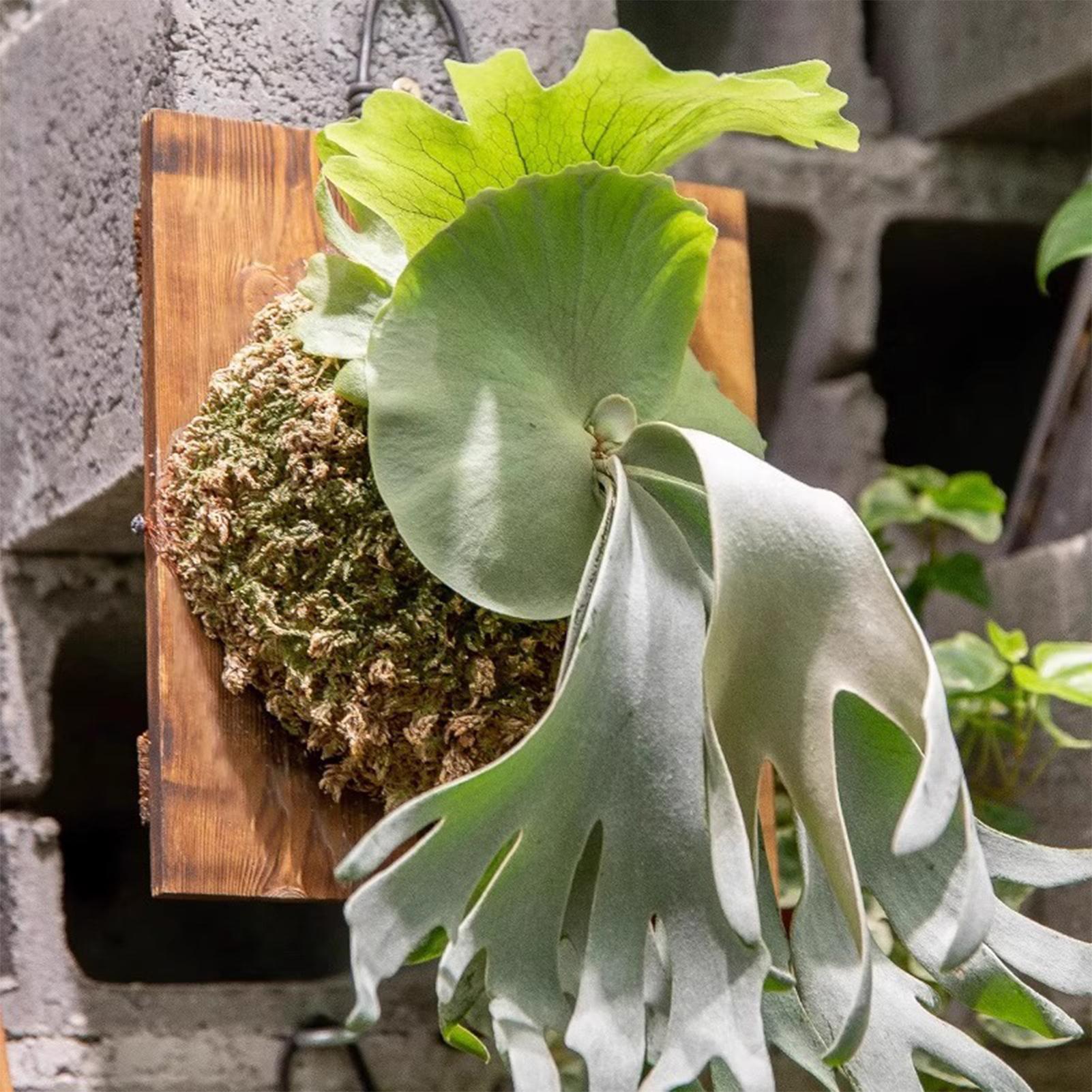 1 szt. Wewnętrzna Drewniana Ta – Plant Parent recenzja i cena